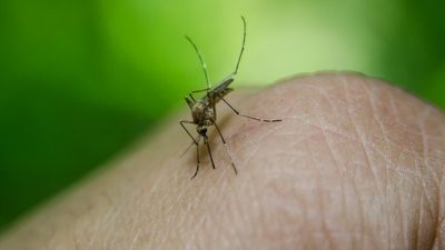 Two cases of Japanese encephalitis confirmed in the Northern Territory