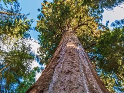 Visitors caught near world’s largest tree in California now face prison sentence and $5,000 fine