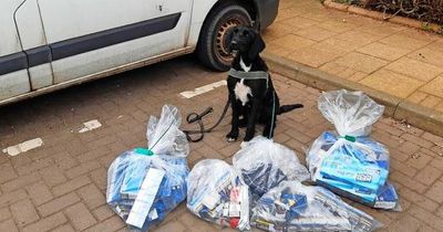 Drug-detecting dog called Boo is hero of the hour after sniffing out around £1500 of fake tobacco at Perth shop