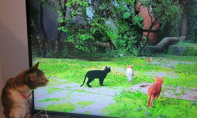Pressing paws: Stray, the video game that’s a hit with cats (and their humans)