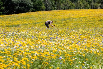 Sex Pistol Artist Has Created A Giant Double Anarchy Symbol From Wildflowers In A British Garden