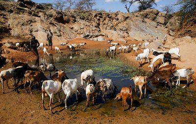In northern Kenya, drought may keep some herders from voting