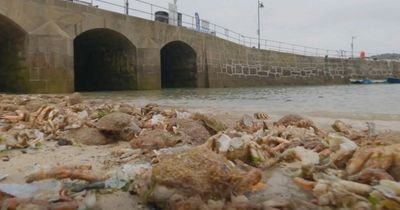 Thousands of crab shells wash up on popular tourist beach in bizarre clip