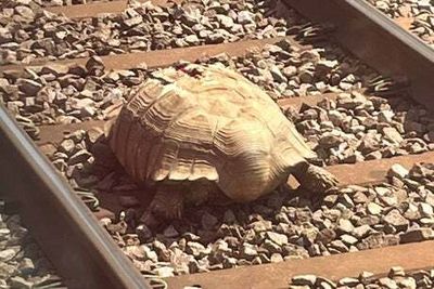 Tortoise on tracks delays holiday trains after it flees pet shop