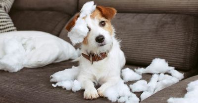 Cheeky dog eats obedience certificate just hours after graduating from class