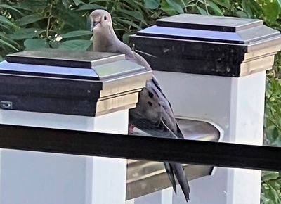 What's a garden without birds? Create habitat so they thrive