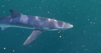 Swimmer bitten and left with leg injury in horror shark attack off British coast