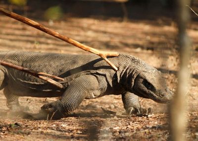 Tourism companies go on strike after Indonesia hikes komodo dragons tax by 18 times overnight