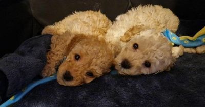 Adorable rescue puppies that usually cost thousands search for new homes