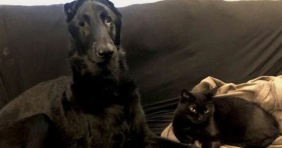 Adorable blind dog has his own 'guide cat' who stops him bumping into things