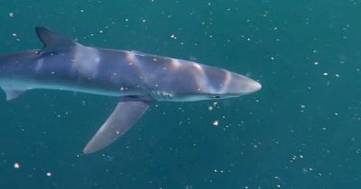 Shark attack off UK coastline sees swimmer bitten in horror leg injury