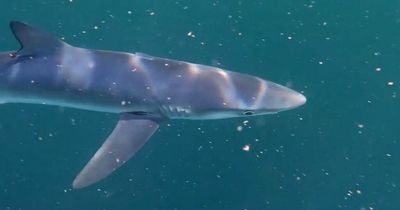 Horror shark attack 200km off Irish coast leaves swimmer with grim leg injuries