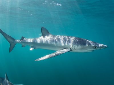 Swimmer ‘attacked by shark’ while snorkelling off Cornwall coast