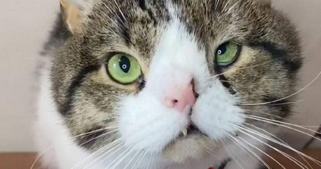 Kitten born with five fangs and distorted face gets…