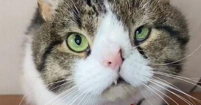 Kitten born with five fangs and distorted face gets unexpected reaction to 'unique' look