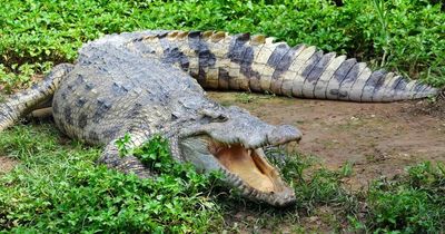 London Zoo issues stark conservation message with handbag display in crocodile enclosure