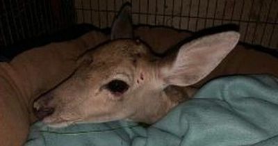 Baby deer waited with his dead mother for days before being hit by car and left to die