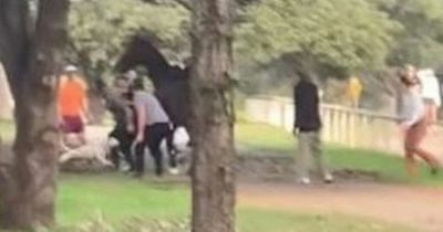 Moment out-of-control pit bull attacks horse as onlookers try restrain it