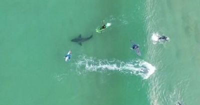 Shark sightings on the rise as two huge beasts spotted in shallow waters
