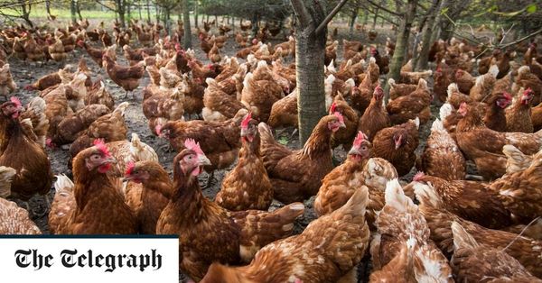 Bird flu outbreak worsening cost of living crisis