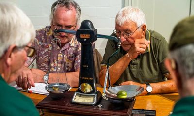 ‘They’re like our children’: gooseberry growers compete at Yorkshire show