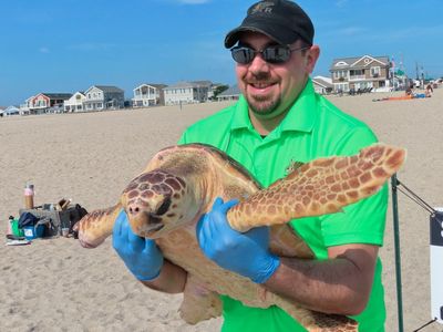 World's toughest turtle? Survivor among 8 returned to ocean