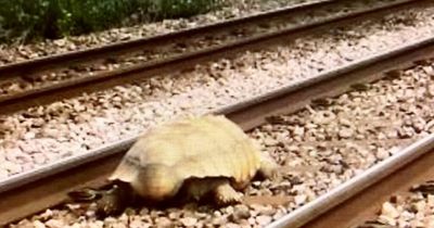 Tortoise saved from tracks by Network Rail staff after he survived being hit by a train