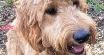 Update: Search for autism comfort dog Rua missing for 19 days, ends in tragedy