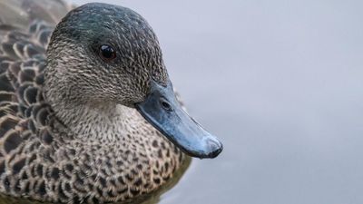 Environmental watchdog investigating 'elevated' lead levels in ducks from Victorian wetlands