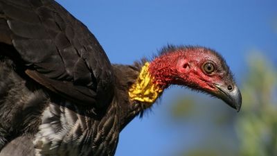 Brush turkeys are spreading across Sydney but how the bird crossed the harbour is a mystery