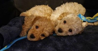 Forever homes sought for adorable rescue puppies that usually cost thousands