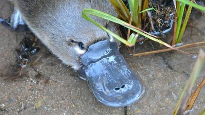 Platypus research needed in northern NSW following bushfires, floods