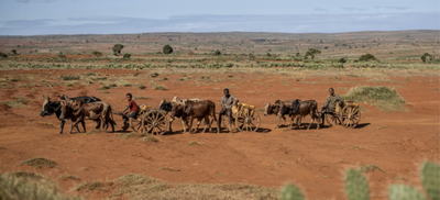 Why famine in Madagascar is an alarm bell for the planet