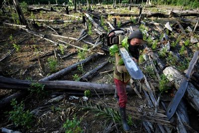 Colombian deforestation policy 'failure' a headache for new government