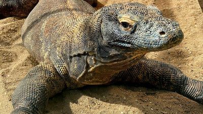 Indonesian tourism workers go on strike over Komodo dragon visit price increase