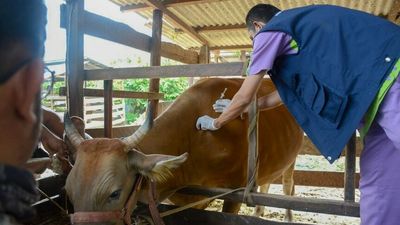 Indonesia aiming to control foot-and-mouth disease outbreak by the end of the year