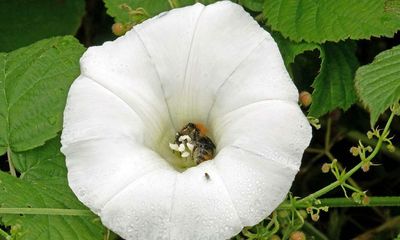 Country diary: Not even a digger could rid our garden of hedge bindweed