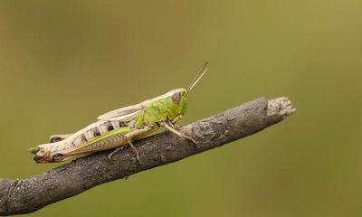 Specieswatch: meadow grasshopper – UK’s flourishing flightless jumper