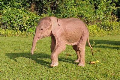 Rare white elephant born in Myanmar: state media