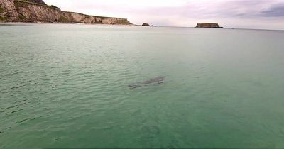 Suspected shark pictured off the coast of Northern Ireland