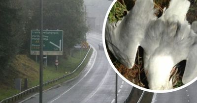 Mystery as Welsh road is seen covered in dead seagulls