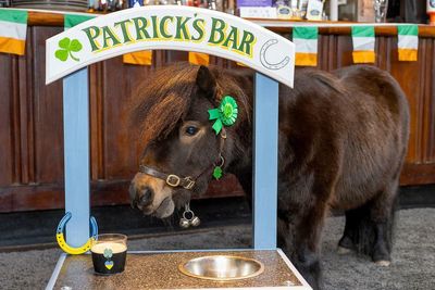 Why the long face? How a pony called Patrick was elected mayor of a Devon town – then barred from his local pub