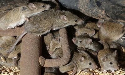 CSIRO recommends double-strength mouse baits after report finds dose used to protect crops ineffective