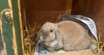 Pet rabbits dumped in Asda cardboard box on Scots country road