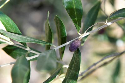Drought takes toll on Tuscany's famed olive oil and wine production