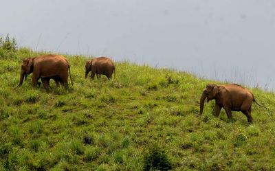 Panel formed to study negative human-elephant interactions in Gudalur