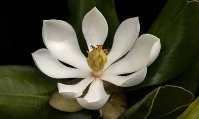 Magnolia species lost to science for 97 years rediscovered in Haiti