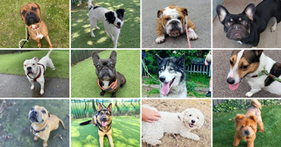 All the adorable dogs in Cardiff up for adoption and in need of a good home