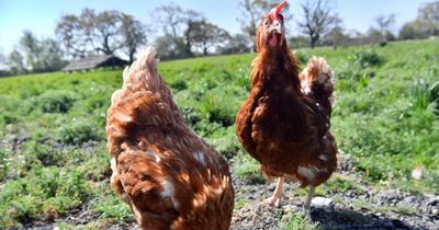 Poultry unit plan for 16,000 free range hens near Llandeilo is turned down