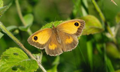 Nature-friendly farming does not reduce productivity, study finds